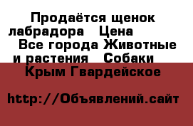 Продаётся щенок лабрадора › Цена ­ 30 000 - Все города Животные и растения » Собаки   . Крым,Гвардейское